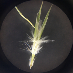 Rytidosperma racemosum