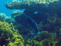 Gomphosus klunzingeri