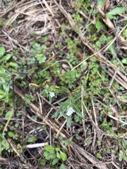 Buglossoides arvensis