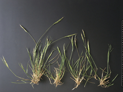 Rytidosperma racemosum