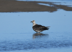 Stercorarius pomarinus
