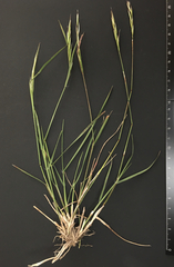 Rytidosperma racemosum