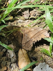 Arsenurinae