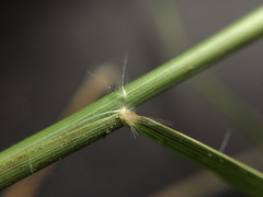 Rytidosperma racemosum