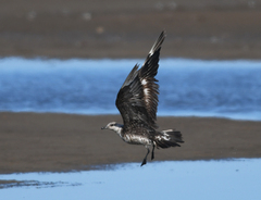Stercorarius pomarinus