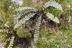 Asplenium resiliens
