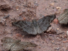 Antigonus erosus
