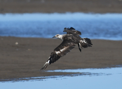 Stercorarius pomarinus