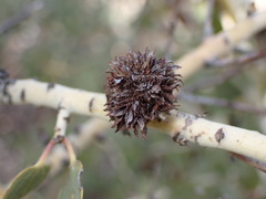 Asphondylia ceanothi