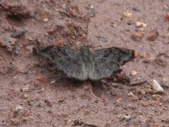 Antigonus erosus