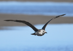 Stercorarius pomarinus