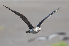 Stercorarius pomarinus