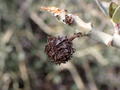 Asphondylia ceanothi