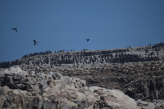 Leucocarbo bougainvillii
