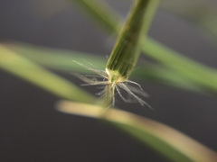 Rytidosperma racemosum