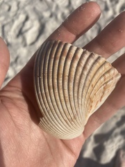 Dinocardium robustum