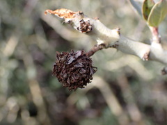 Asphondylia ceanothi