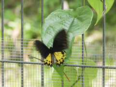 Troides helena cerberus