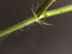 Rytidosperma racemosum