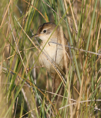 Spartonoica maluroides