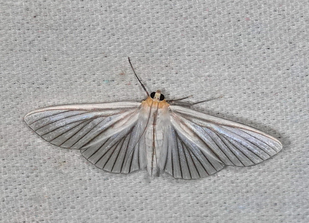 Polygrammodes nervosa