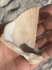 Dinocardium robustum