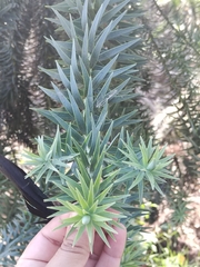 Araucariaceae