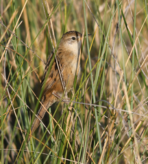Spartonoica maluroides
