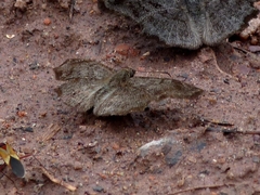 Antigonus erosus