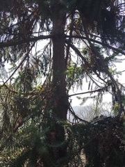 Araucariaceae