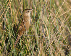 Spartonoica maluroides