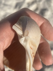 Dinocardium robustum