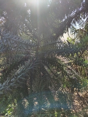 Araucariaceae