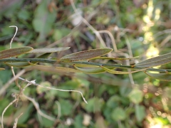 Osyris alba
