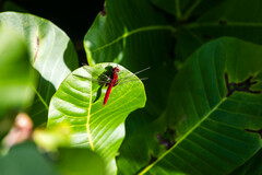 Erythemis mithroides