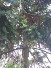 Araucariaceae