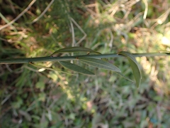 Osyris alba