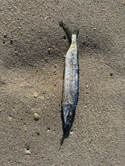 Hemiramphus brasiliensis