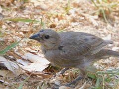 Molothrus bonariensis
