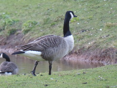 Branta canadensis