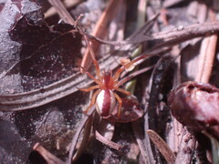 Pityohyphantes rubrofasciatus