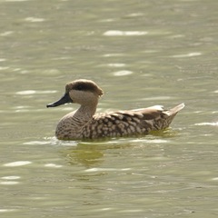 Marmaronetta angustirostris