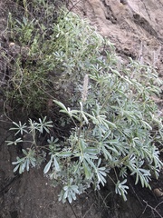 Lupinus paynei
