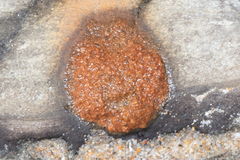 Hymeniacidon perlevis