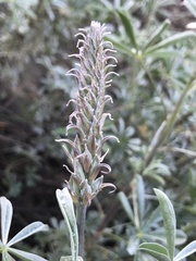 Lupinus paynei