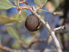 Burnettweldia washingtonensis