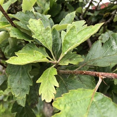 Scandosorbus intermedia