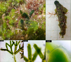 Dasycladus vermicularis