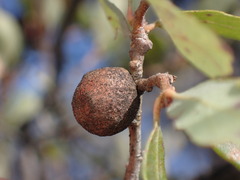 Burnettweldia washingtonensis