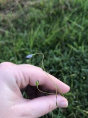 Wahlenbergia capillaris